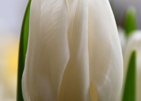 Tulipa Mrs. Medvedeva (3)